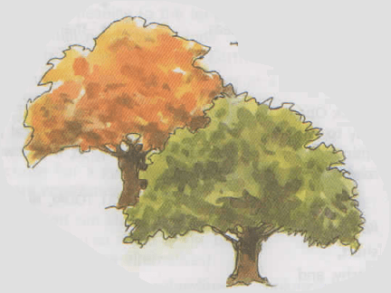the oak